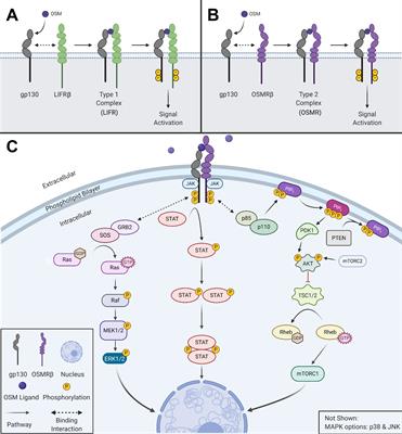 The clinical relevance of OSM in inflammatory diseases: a comprehensive review